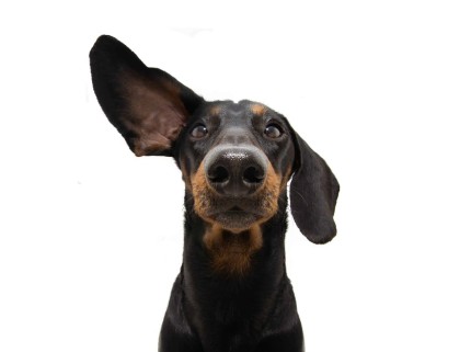 Migno Pet - 0542 220 38 06 | Köpeklerin Kulakları Neden Kaşınır?