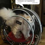 738f4eb2725507382cf989d2a63a72e9