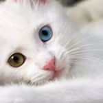 Beslenme, Egzersiz ve Veteriner Ziyaretleri