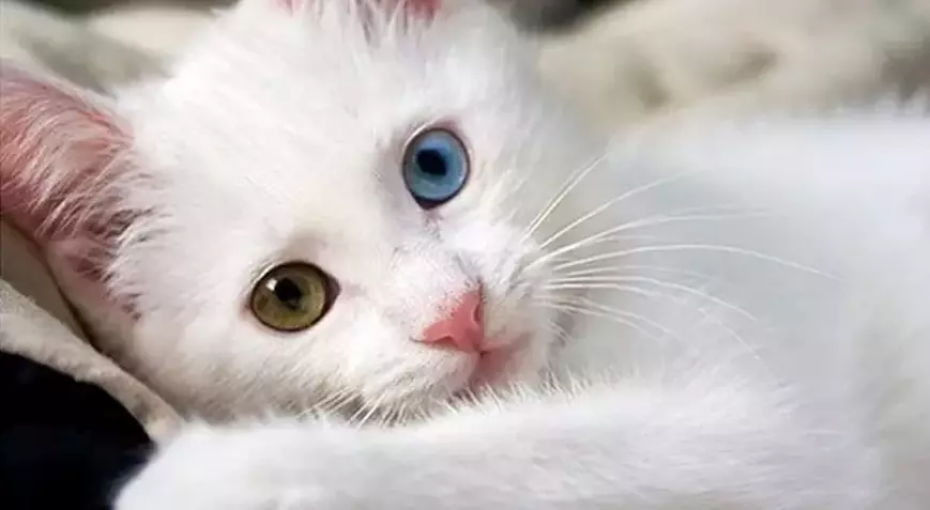 Beslenme, Egzersiz ve Veteriner Ziyaretleri