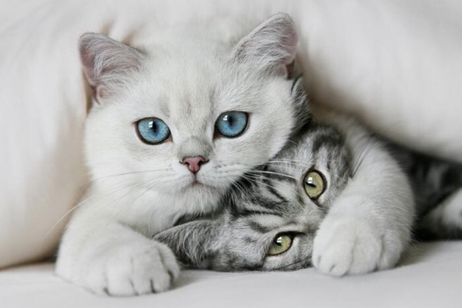 Çevresel Uyarıcılar ve Rahatlama Teknikleri