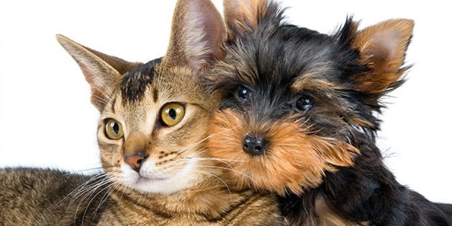 MİGNO Pet ile Kedi ve Köpek Arkadaşlığının Sırları: Farklı Türlerin Bir Arada Yaşamında Mutluluk