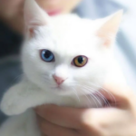 Kedinizi Mutlu ve Uysal Kılan Oyunlar ve Aktiviteler