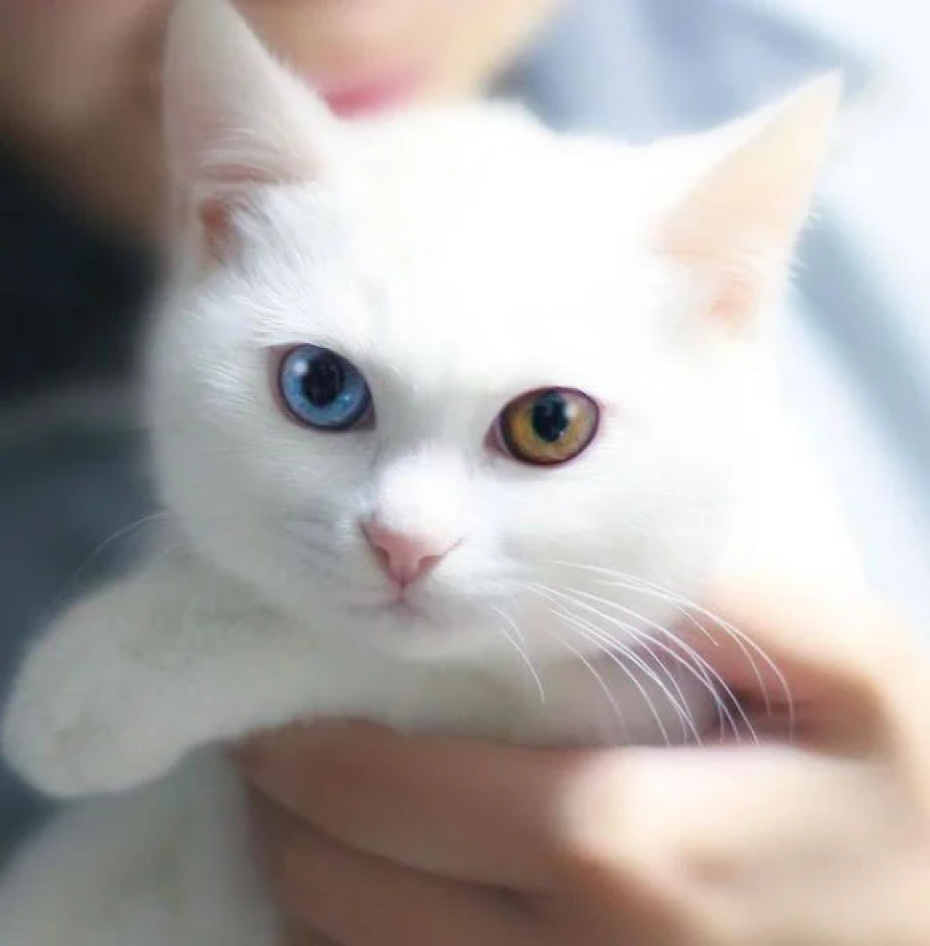 Kedinizi Mutlu ve Uysal Kılan Oyunlar ve Aktiviteler