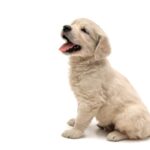 Köpeğinizi Diğer Köpekler ve İnsanlarla Nasıl Tanıştırabilirsiniz?