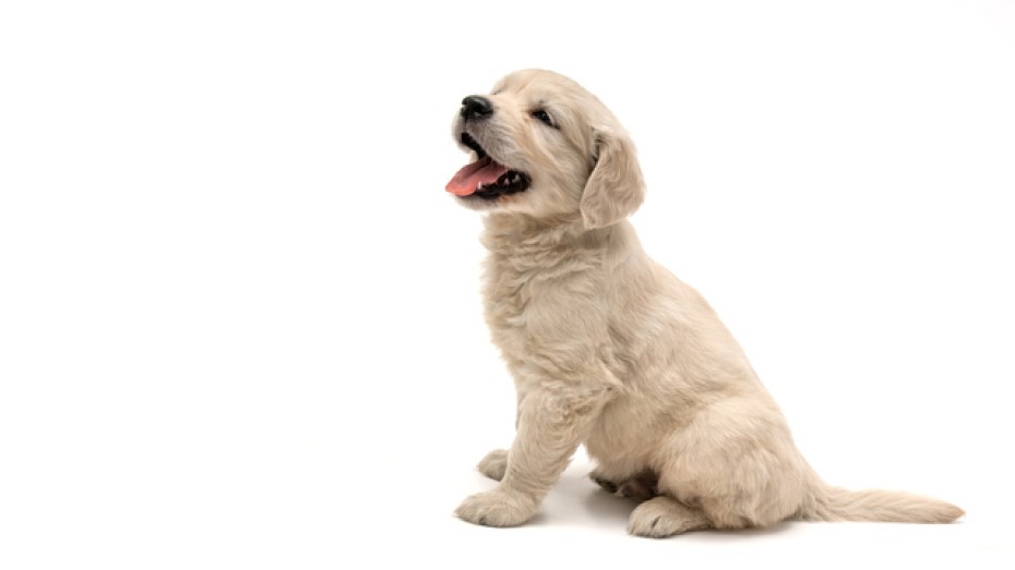 Köpeğinizi Diğer Köpekler ve İnsanlarla Nasıl Tanıştırabilirsiniz?