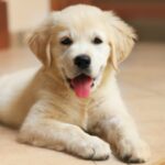 Köpek Irklarının Bakım İhtiyaçları ve Migno Pet Taşıma Çantalarıyla Seyahat Keyfi