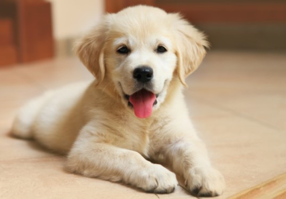 Köpek Irklarının Bakım İhtiyaçları ve Migno Pet Taşıma Çantalarıyla Seyahat Keyfi