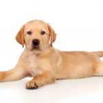 Köpek Sahipliğine Hazırlık ve Migno Pet Taşıma Çantaları