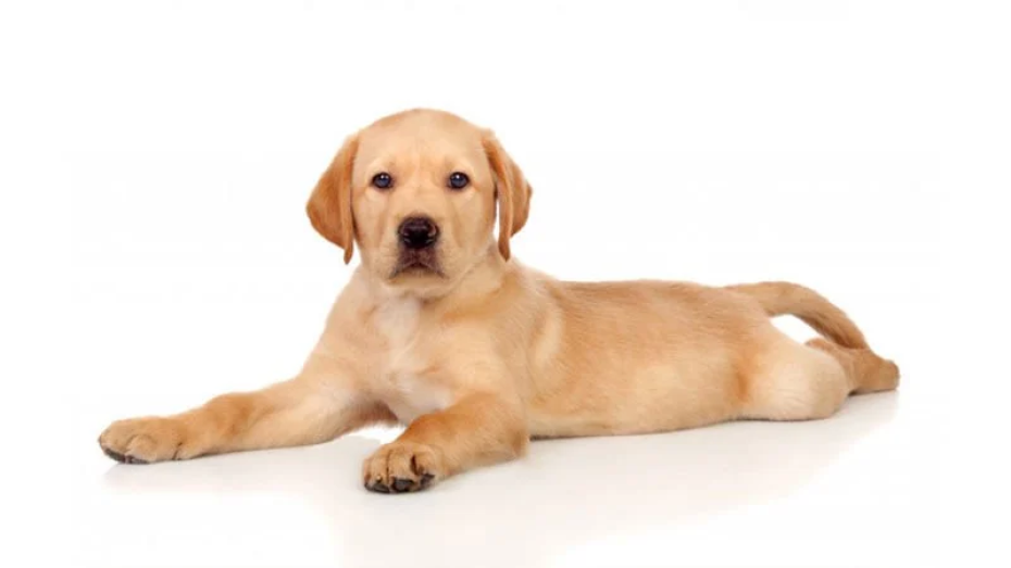 Köpek Sahipliğine Hazırlık ve Migno Pet Taşıma Çantaları