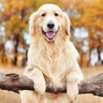 Köpeklerde Yaşlılık Dönemi Bakımı ve Migno Pet Taşıma Çantalarıyla Konforlu Seyahat