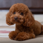 Köpeklerle Güvenli ve Konforlu Seyahat: Migno Pet Taşıma Çantaları ile Keyifli Yolculuklar