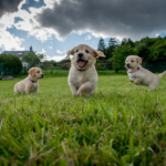 Yavru Köpeğinizin Sosyalleşmesini Sağlama Yolları